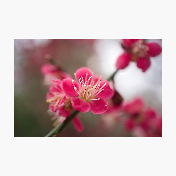 Item preview, Blossom designed and sold by Alisonchambers2.