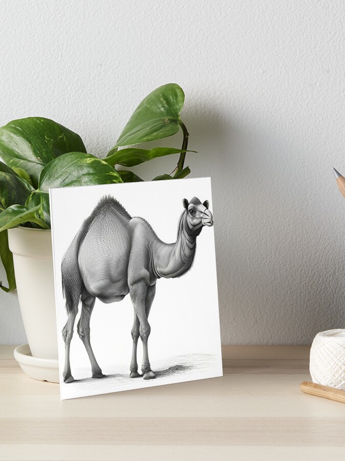 Black and white Camel drawing Art Board Print