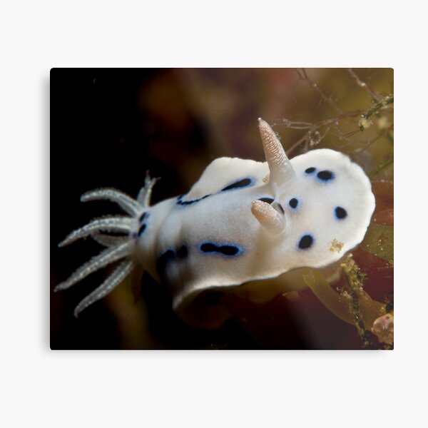 Nudibranch Metal Print