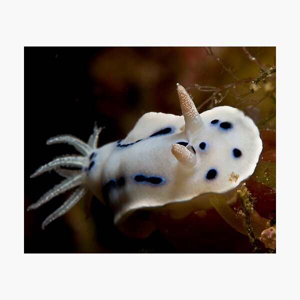 Nudibranch Photographic Print