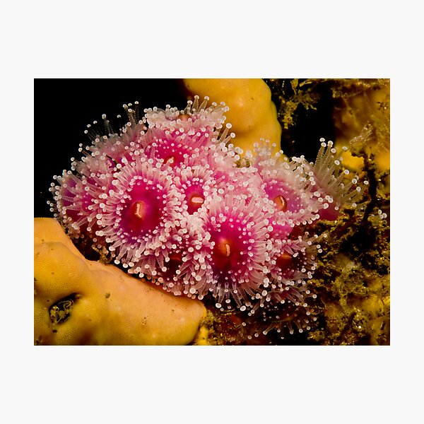 Pink Beauty Photographic Print
