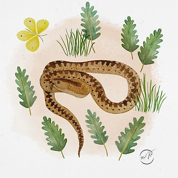 Artwork thumbnail, Spring Viper - ruby by KitanaiKid