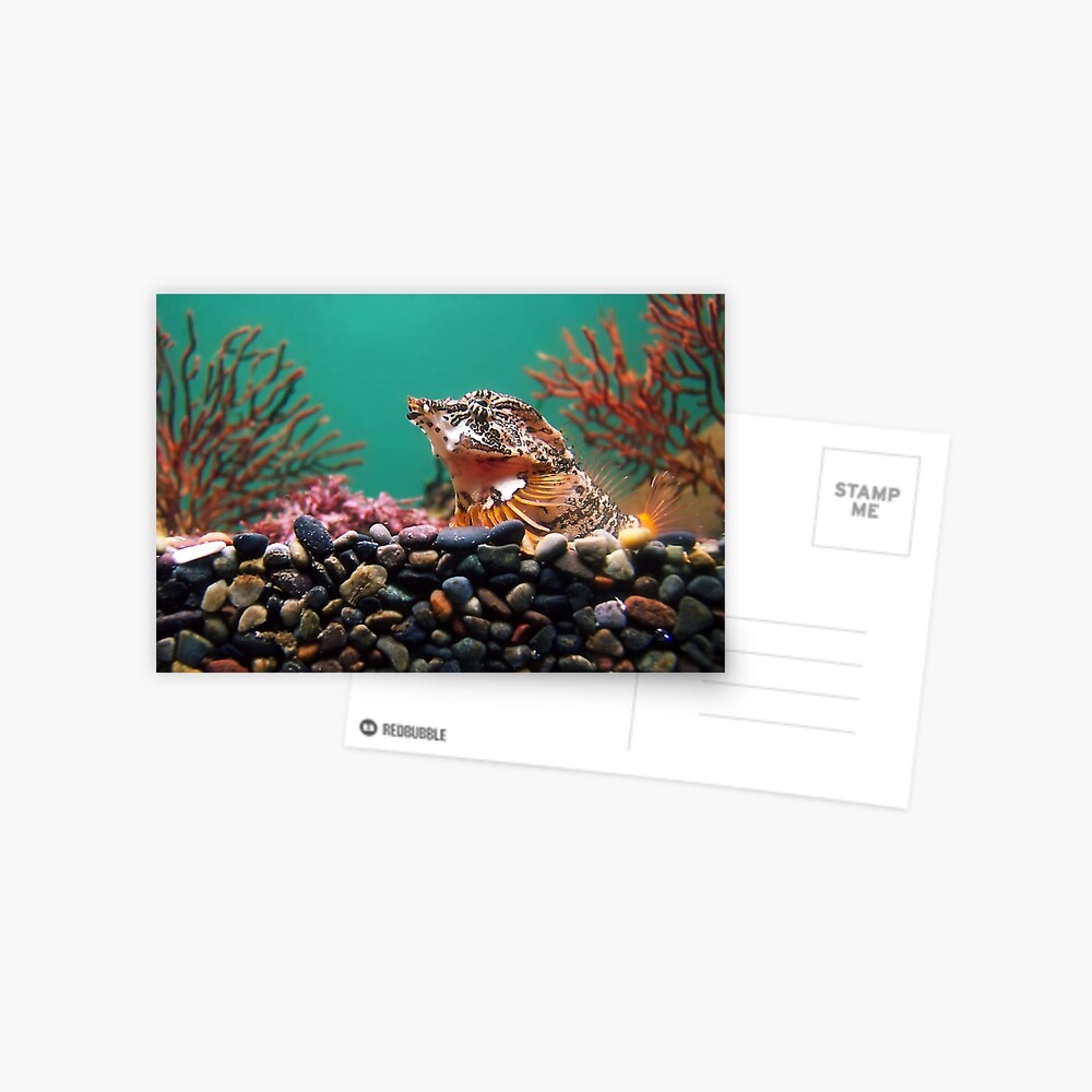 Item preview, Postcard designed and sold by DaogreerEarth.