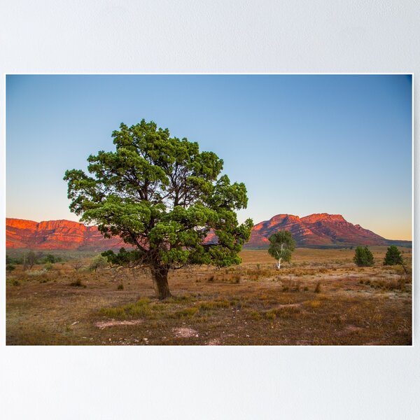 Item preview, Treein the Flinders designed and sold by Bruce Reardon.