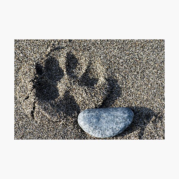 Item preview, Paw Print in the sand designed and sold by JWallace.