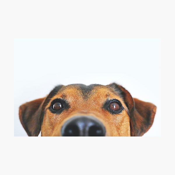 Artikelvorschau, Spähender Hund entworfen und verkauft von Design-Daily.
