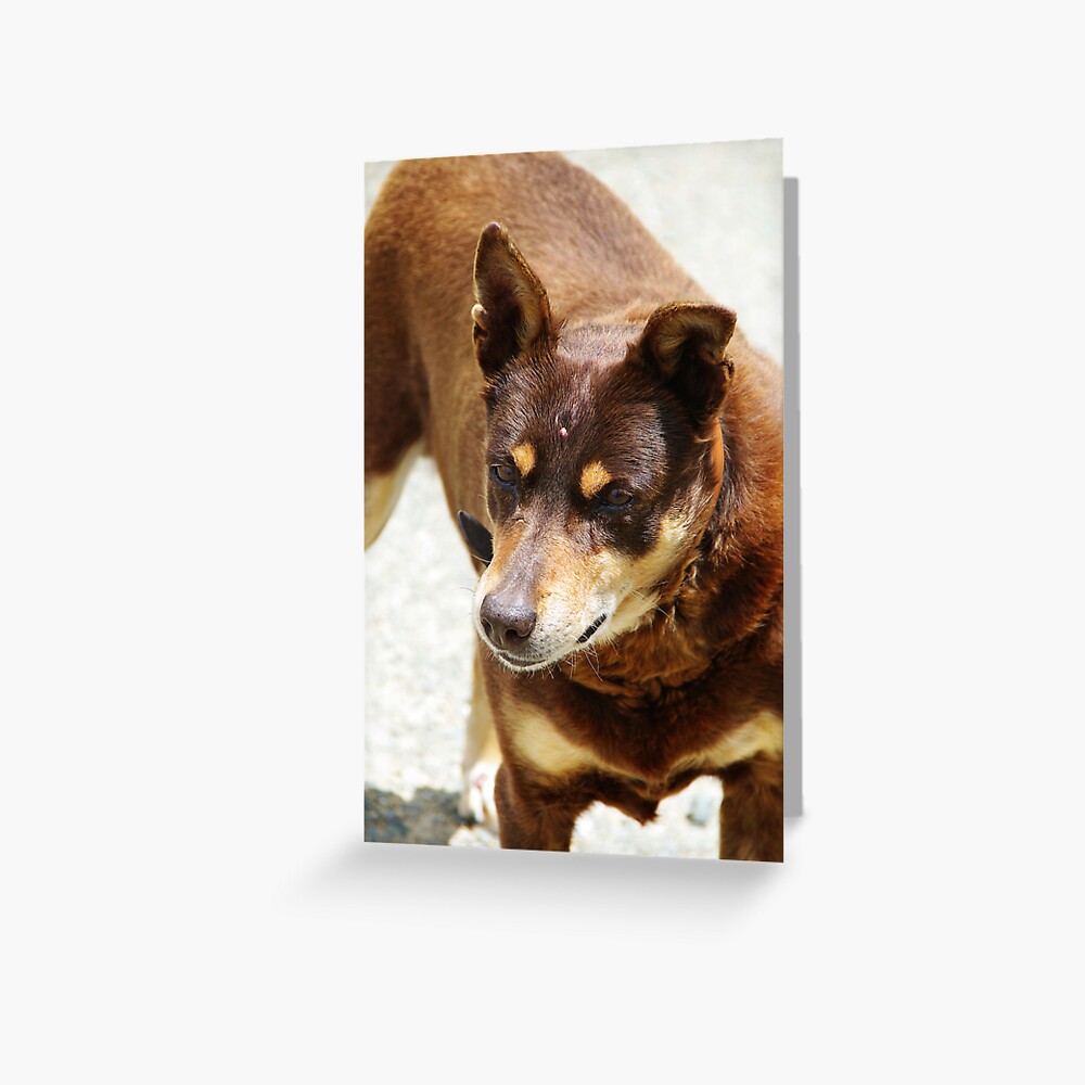 Bob Greeting Card