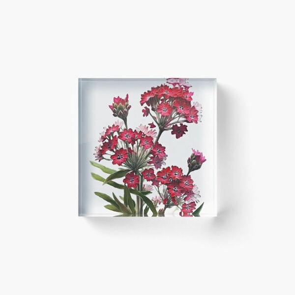 Item preview, Sweet William  designed and sold by Vanover Designs.