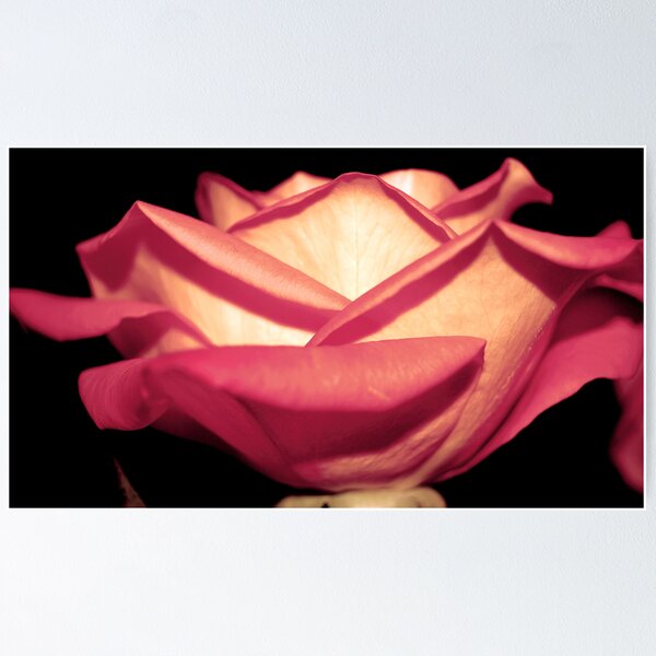 Item preview, peeling petals - pretty pink designed and sold by Jessica Chirino Karran.