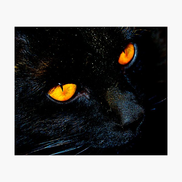 Item preview, black cat designed and sold by Jessica Chirino Karran.