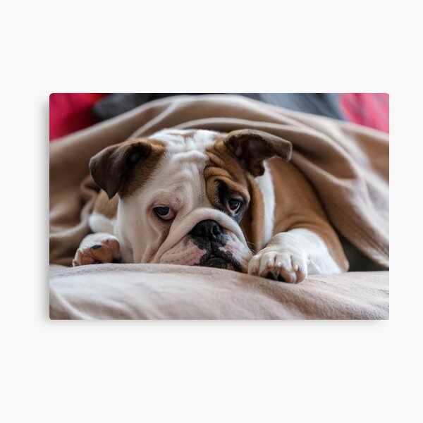 Artikel-Vorschau von Britische Bulldogge, designt und verkauft von M-Pics.