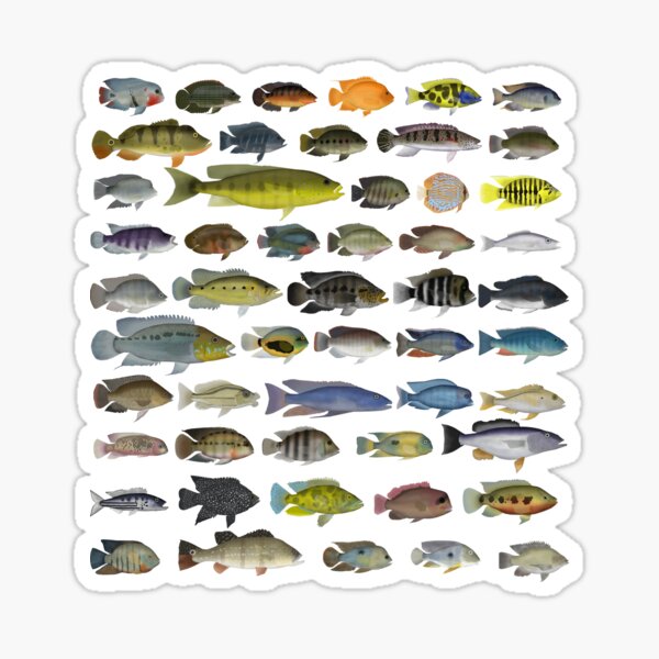 Cichlid Group Sticker