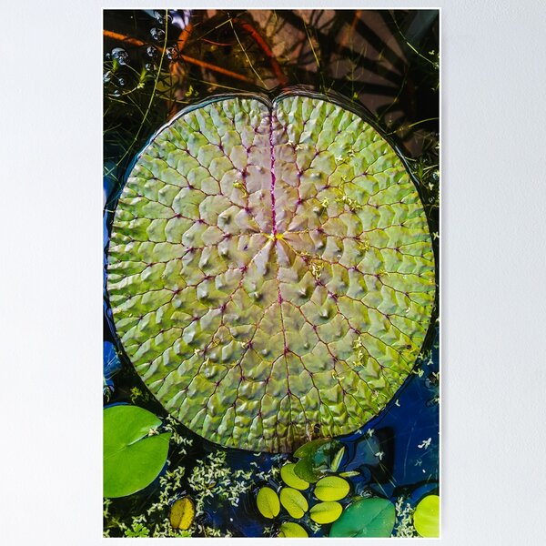 Item preview, Nymphaea designed and sold by VelesPhoto.