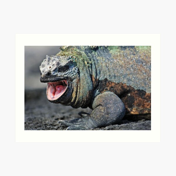 Grrr Art Print