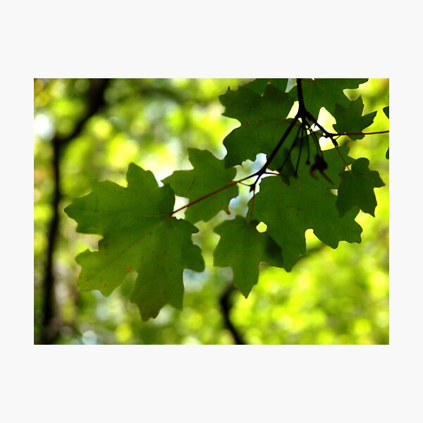 Item preview, Ramsey Canyon Arizona - Green Leaves designed and sold by Kimberly Miller.