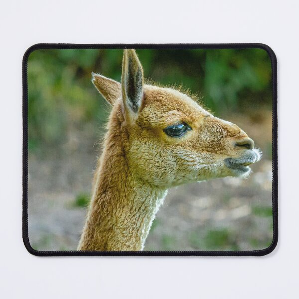 Item preview, Vicuna profile designed and sold by Dalyndigital Photography.