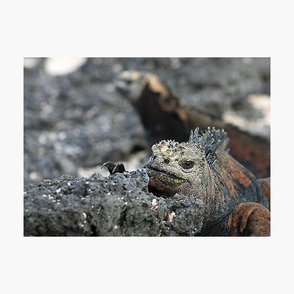 Monsters Photographic Print