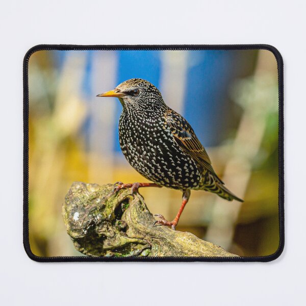 Item preview, A much underestimated bird the Starling designed and sold by Dalyndigital Photography.
