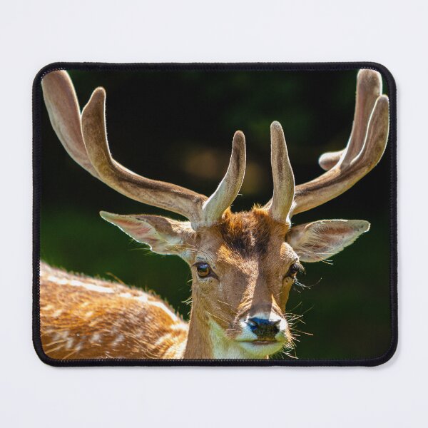 Item preview, Buck in Velvet designed and sold by Dalyndigital Photography.