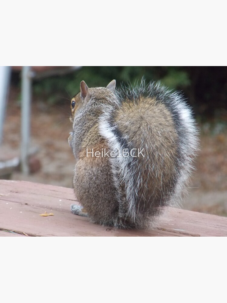 Fluffy White, Black and Brown Squirrel Tail | Sticker