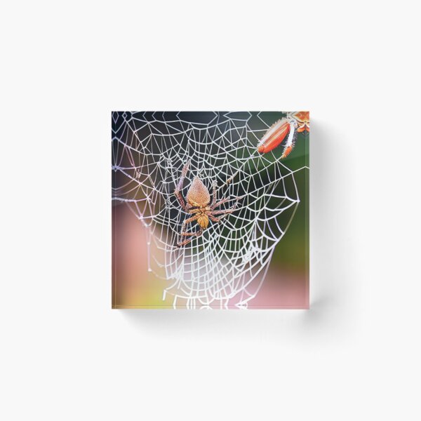 Item preview, Spider Web Color designed and sold by Wilcherito.