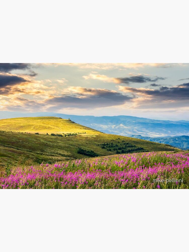 wild flowers on the mountain hill at sunrise by mike-pellinni