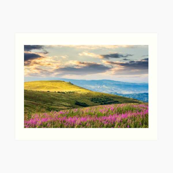 wild flowers on the mountain hill at sunrise Art Print
