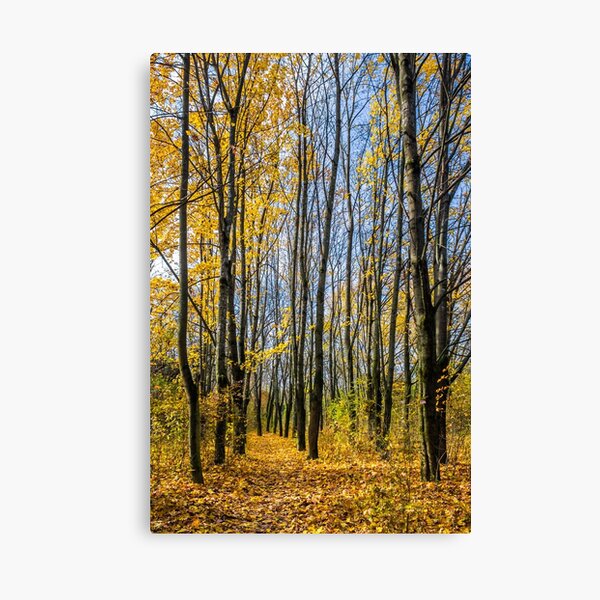 forest in foliage on sunny autumn day Canvas Print