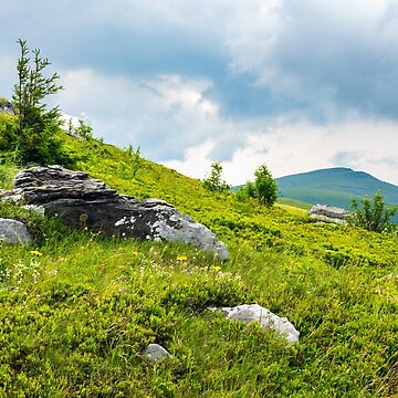 Artwork thumbnail, coniferous tree on a mountain top at sunrise by mike-pellinni