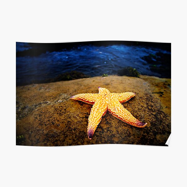 Star Gazing Poster