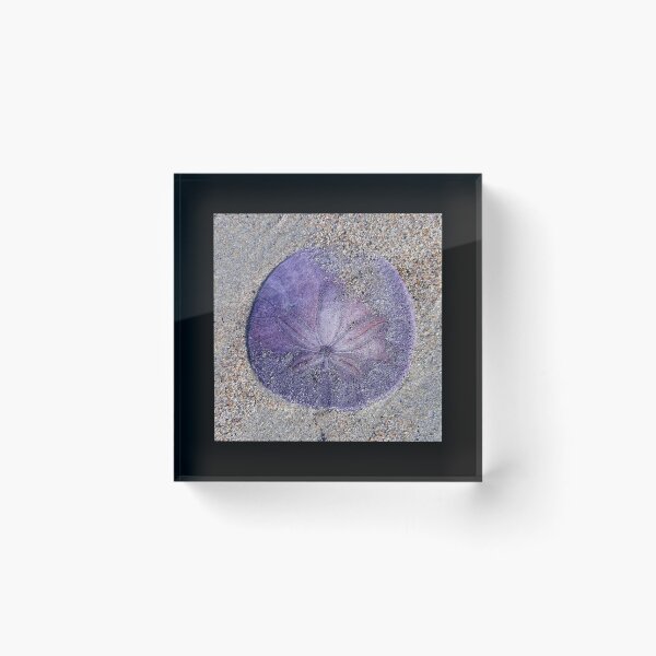 Item preview, Living Sand Dollar designed and sold by craftsbydaphy.