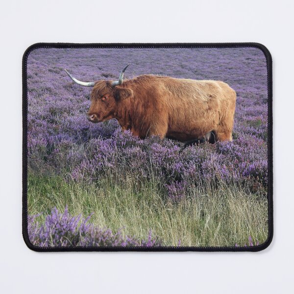 Item preview, Aberdeen Angus cow in heather designed and sold by leephotoofyork.