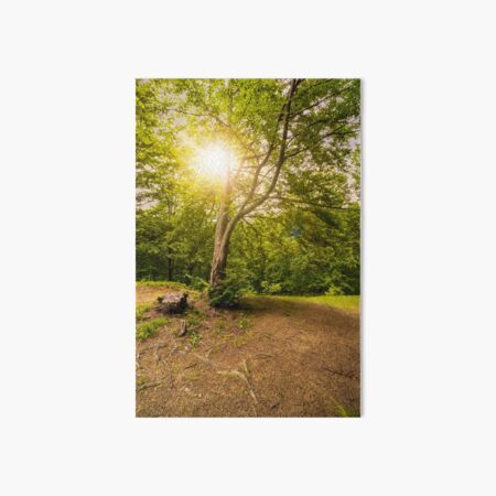 stump on logging place near forest Art Board Print