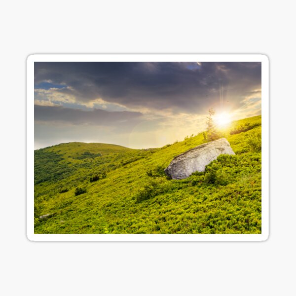 lonely conifer tree and stone at sunset Sticker