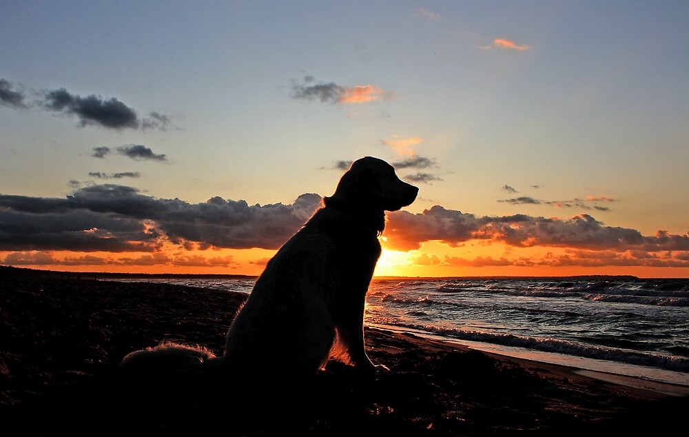 sunset golden retrievers quot my golden retriever ditte in the sunset quot by trine redbubble sunset golden retrievers quot my golden retriever ditte in the sunset quot by trine redbubble
