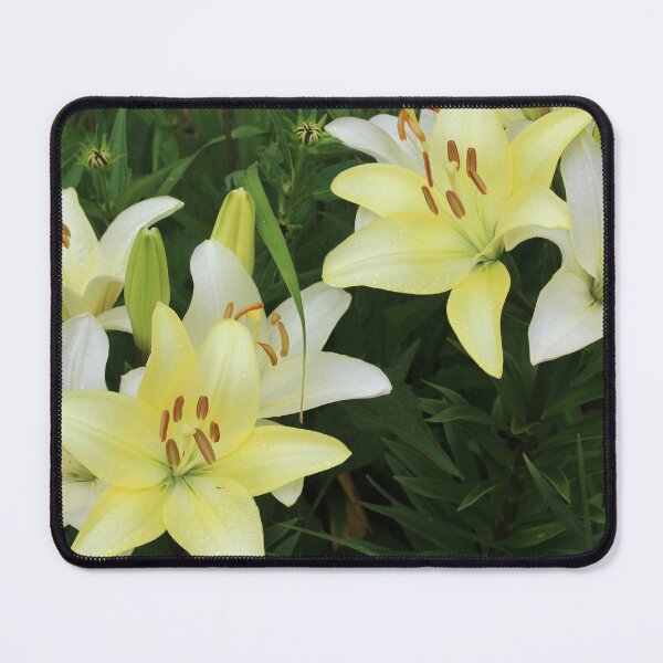 Item preview, Pale Yellow Daylily Flowers designed and sold by Corey Ford.