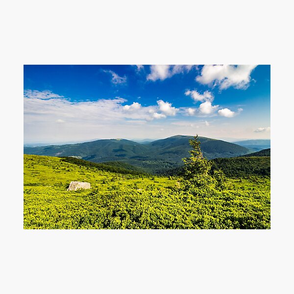 conifer tree with stone on hillside Photographic Print