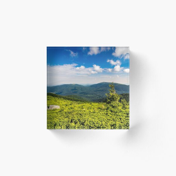 conifer tree with stone on hillside Acrylic Block
