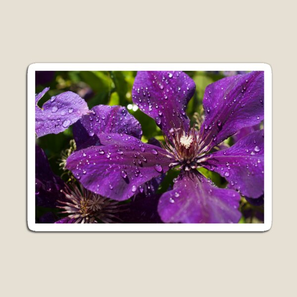 Dew Drops on Purple Flowers Magnet