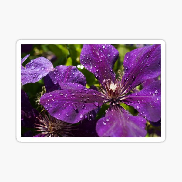 Dew Drops on Purple Flowers Sticker