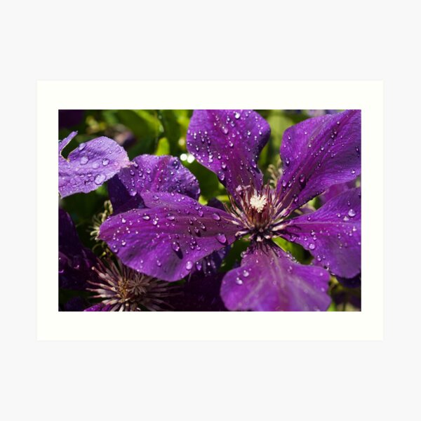 Dew Drops on Purple Flowers Art Print