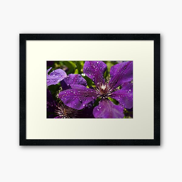 Dew Drops on Purple Flowers Framed Art Print