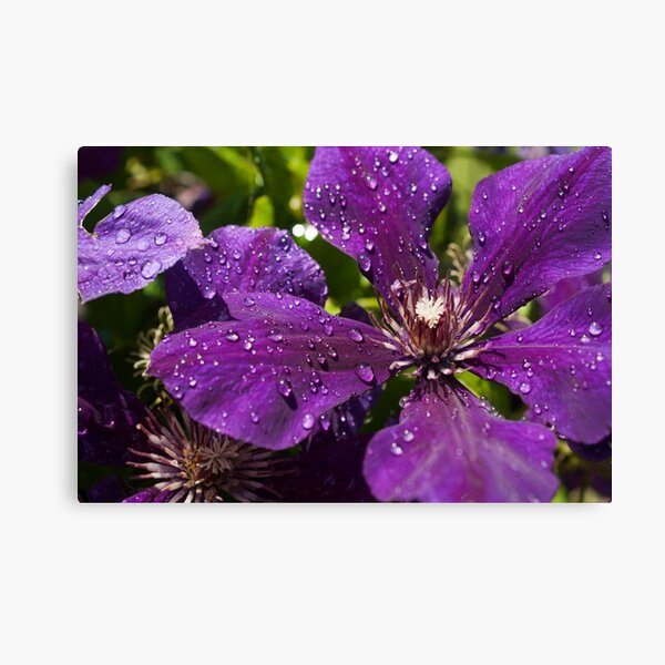 Dew Drops on Purple Flowers Canvas Print