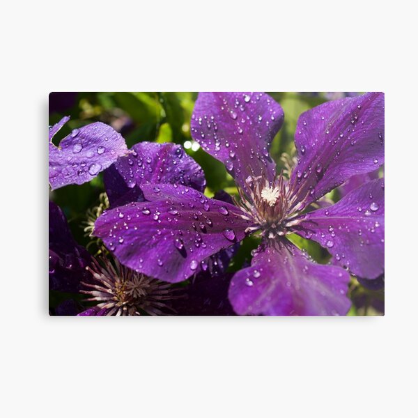 Dew Drops on Purple Flowers Metal Print