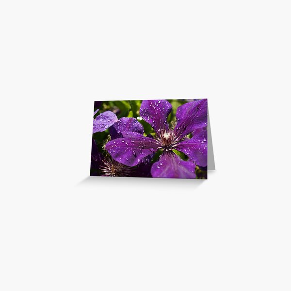 Dew Drops on Purple Flowers Greeting Card
