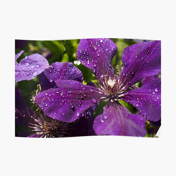 Dew Drops on Purple Flowers Poster