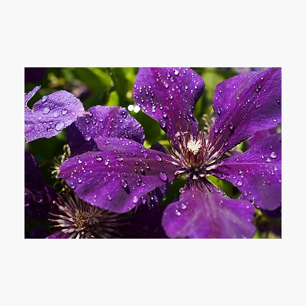 Dew Drops on Purple Flowers Photographic Print