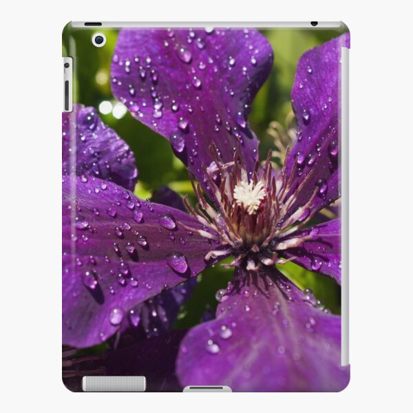 Dew Drops on Purple Flowers iPad Snap Case