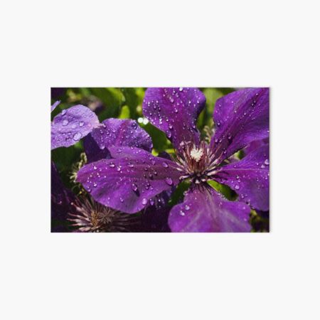 Dew Drops on Purple Flowers Art Board Print