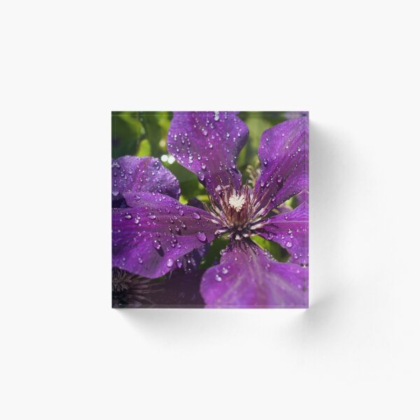 Dew Drops on Purple Flowers Acrylic Block